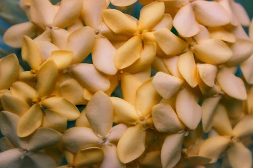 Immagine gratuita di bel fiore, bellezza nella natura, carta da parati arancione