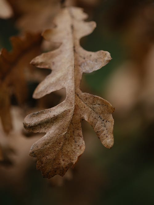 Dried Autumn Leaf