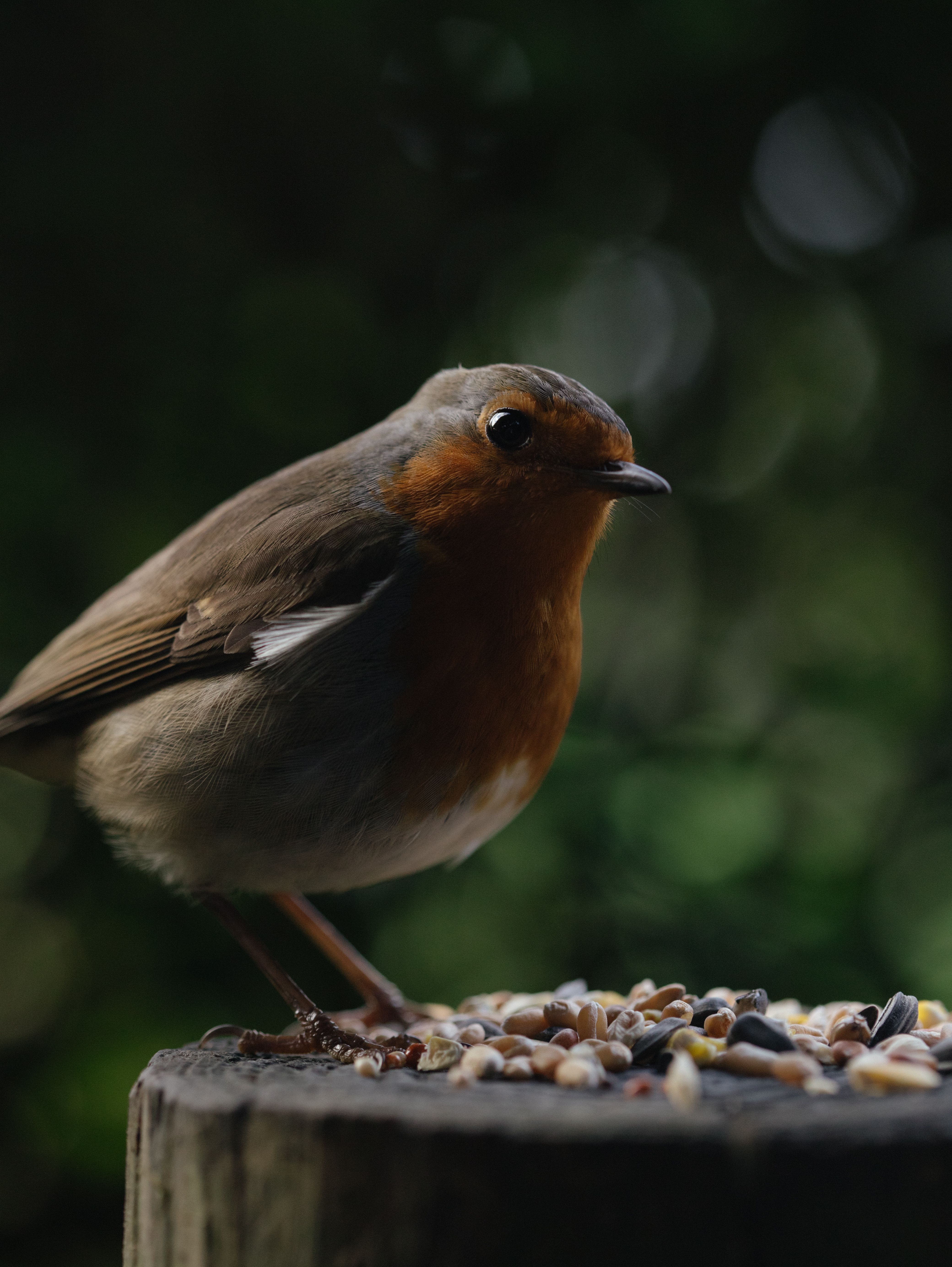 Close-up of a European robin perched on a stump, enjoying seeds in a forest setting.