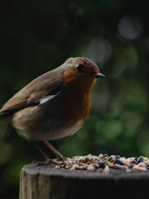 Gratuit Imagine de stoc gratuită din a închide, birdwatching, cereală Fotografie de stoc