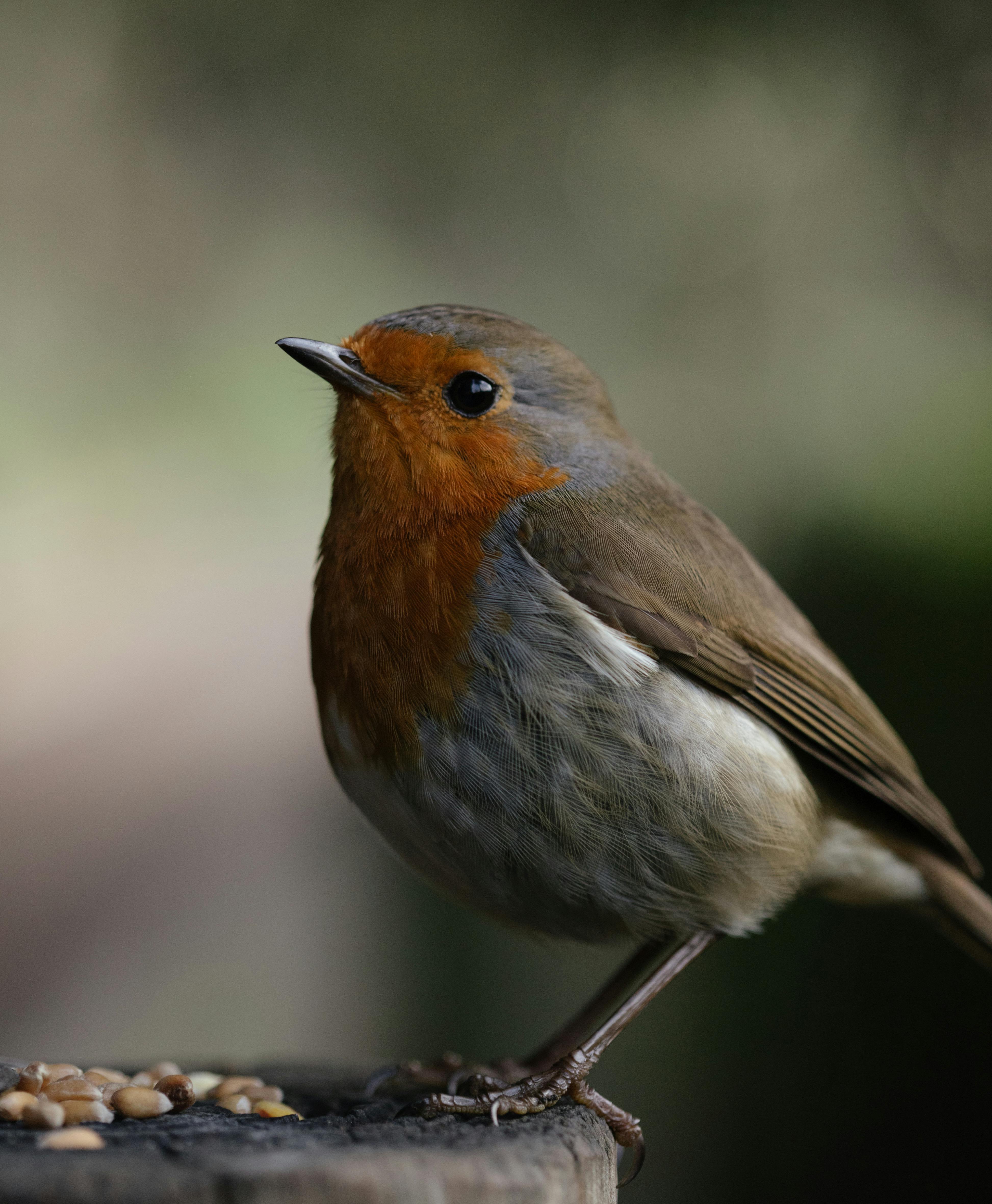 European Robin Photos, Download The BEST Free European Robin Stock