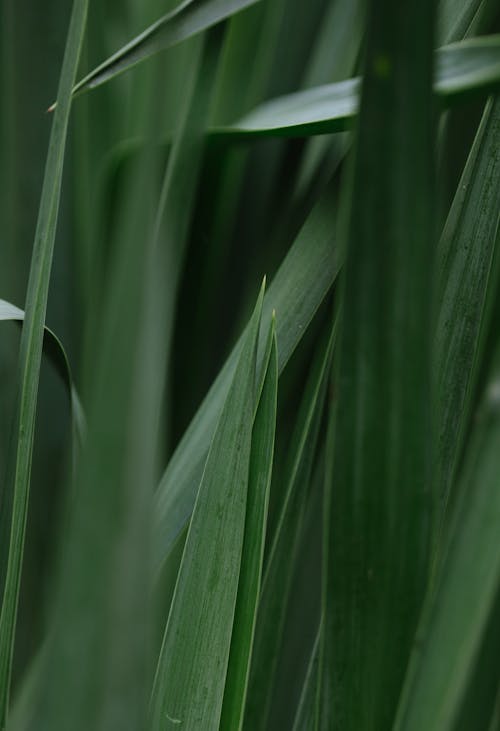 Grass Leaves in Close Up