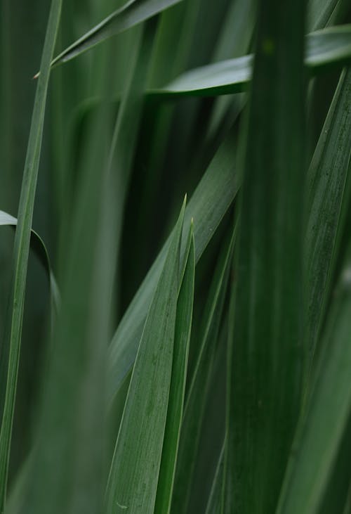 Foto d'estoc gratuïta de creixement, fullatge exuberant, herba