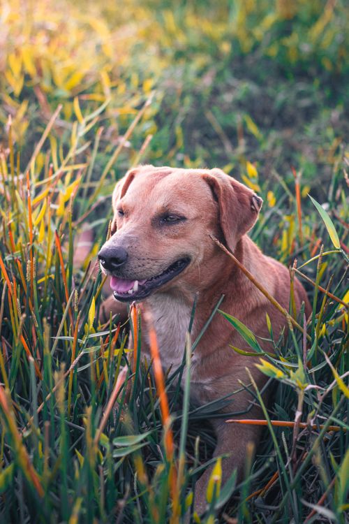 Free A cheerful brown dog enjoying the lush green grass on a sunny day in Alto Rio Novo, Brazil. Stock Photo