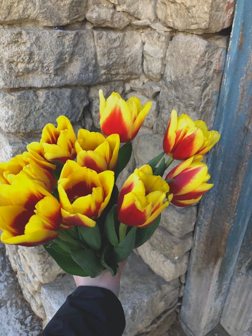 Foto stok gratis buket, bunga tulip, bunga-bunga