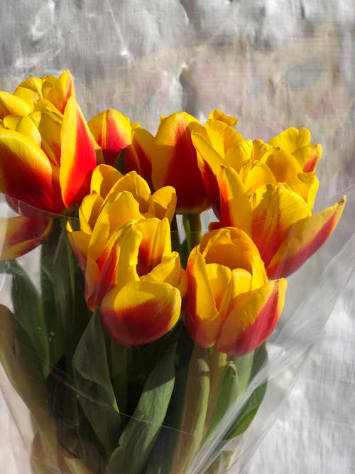 Darmowe zdjęcie z galerii z bukiet, czerwone i żółte tulipany, kwiaty