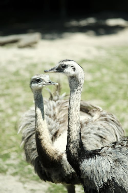 Foto profissional grátis de animal, ave, avestruz