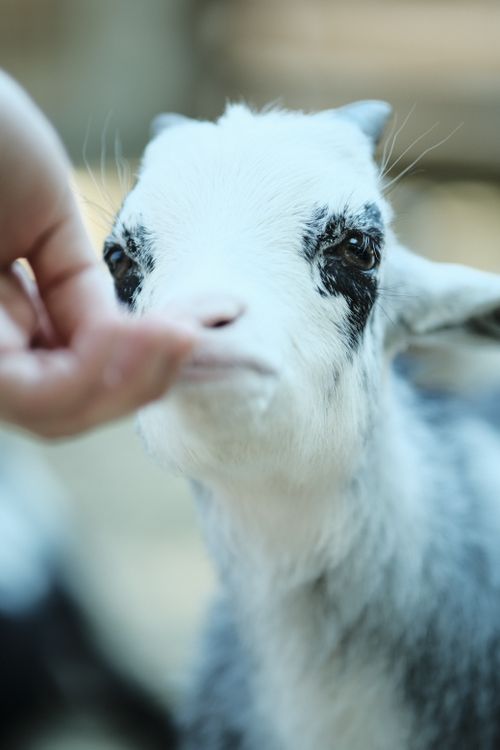 Free Close-up of a baby goat gently nuzzling a human hand with a soft focus background. Stock Photo