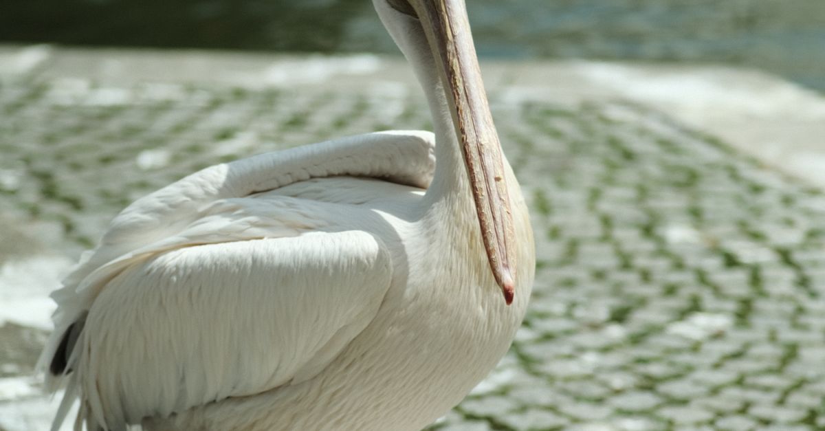 Rüyada Pelikan ve Su Kenarında Balık Avlamak - Rüya Tabiri ve Anlamı - White pelican standing near water in an urban setting, daylight exposure.