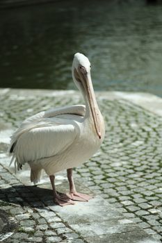 White pelican standing near water in an urban setting, daylight exposure.