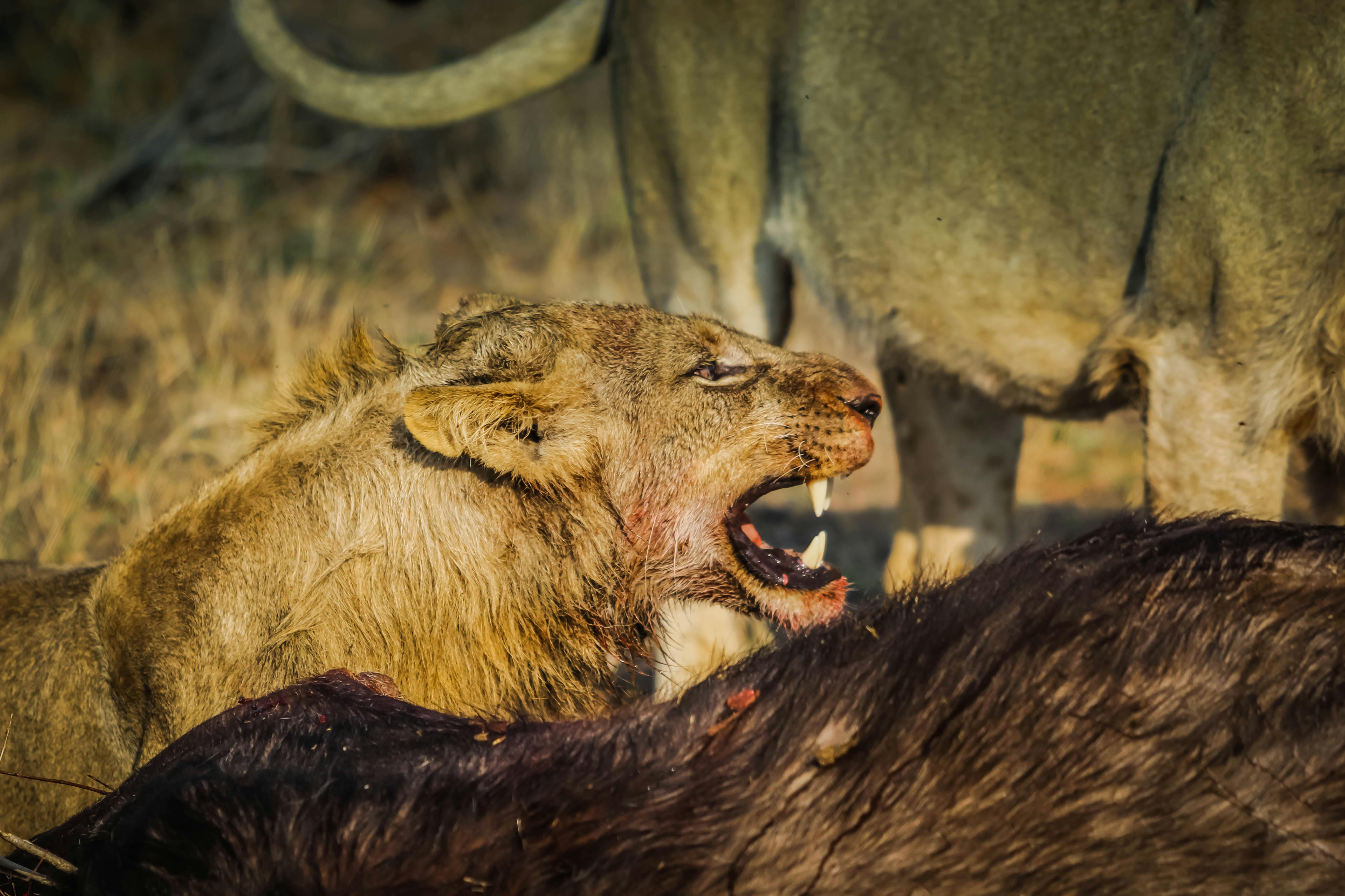 Free stock photo of africa, lion, lioness