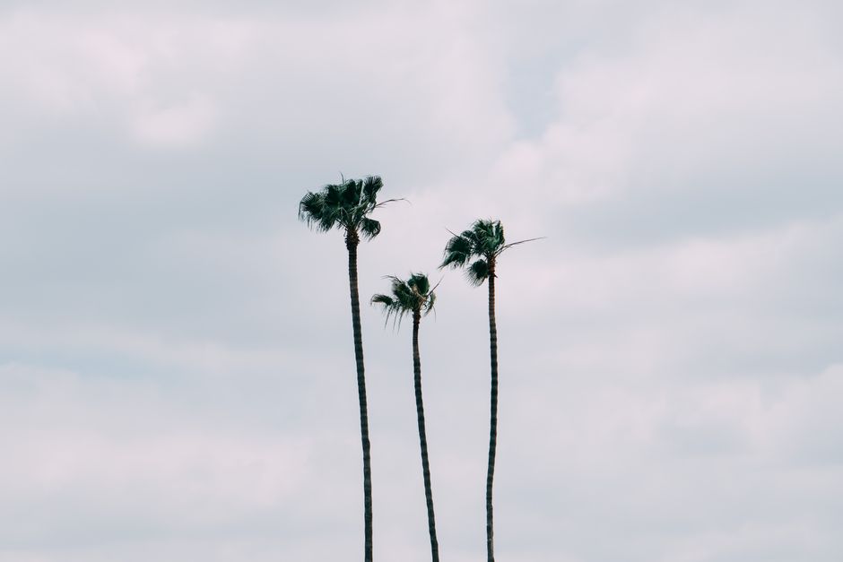 Three tall palm trees reach into a cloudy sky, symbolizing growth and tranquility in Los Angeles.