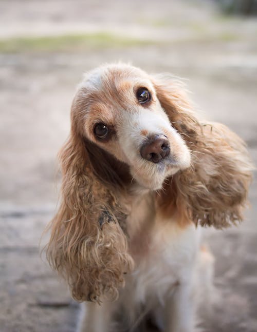 Foto d'estoc gratuïta de atent, cocker-spaniel, fotografia d'animals