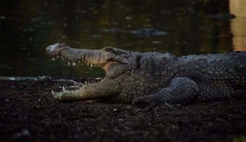 Gratis arkivbilde med dyreverdenfotografier, Krokodille, reptil