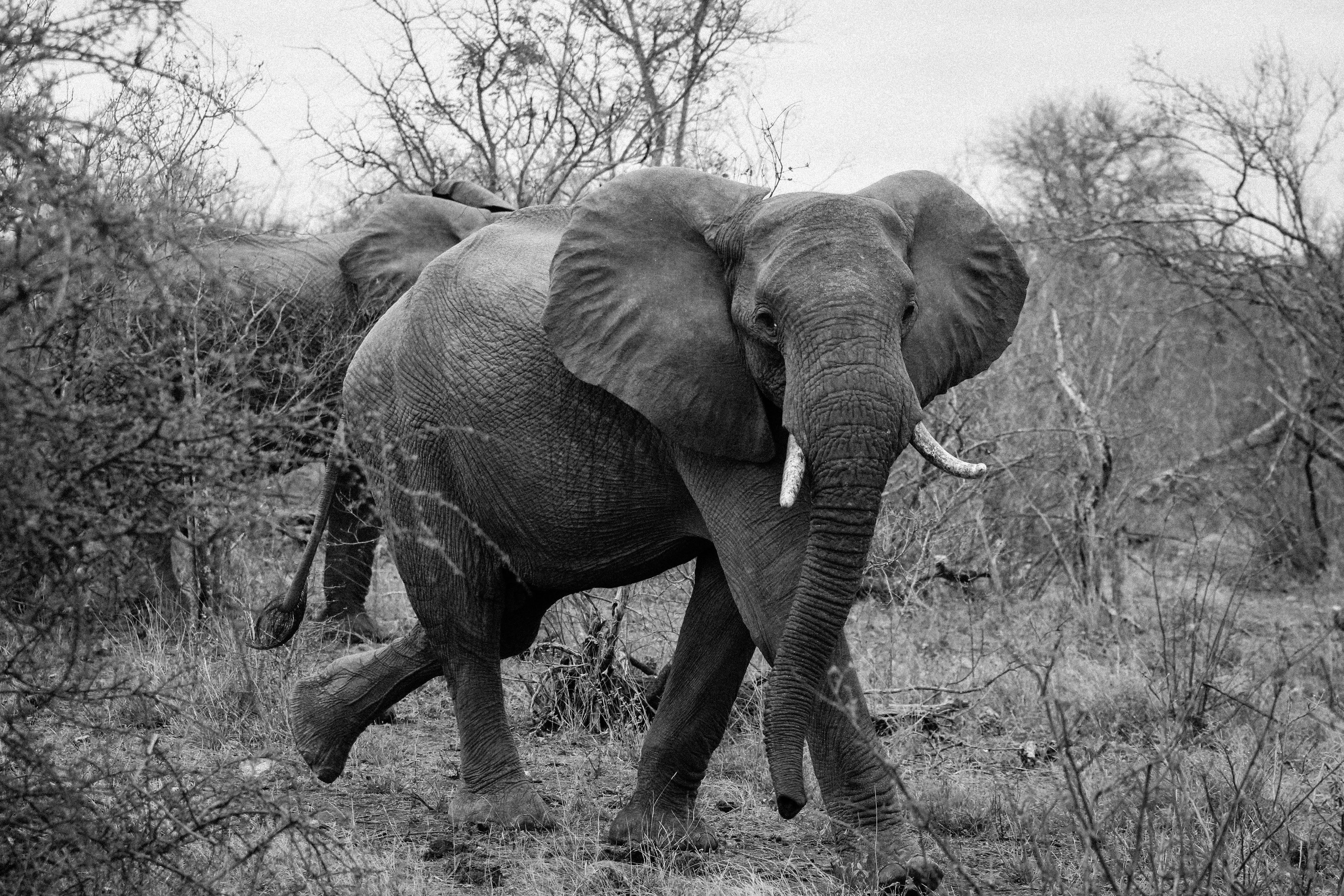 Photo Gratuite De Afrique Elephant Noir Et Blanc