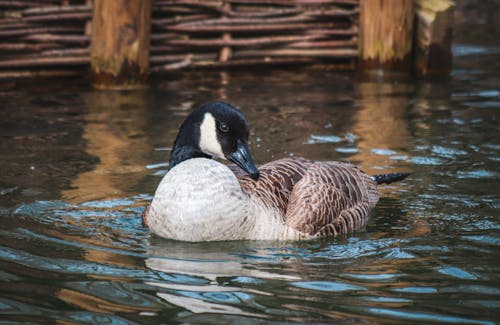 Canadian Goose in River