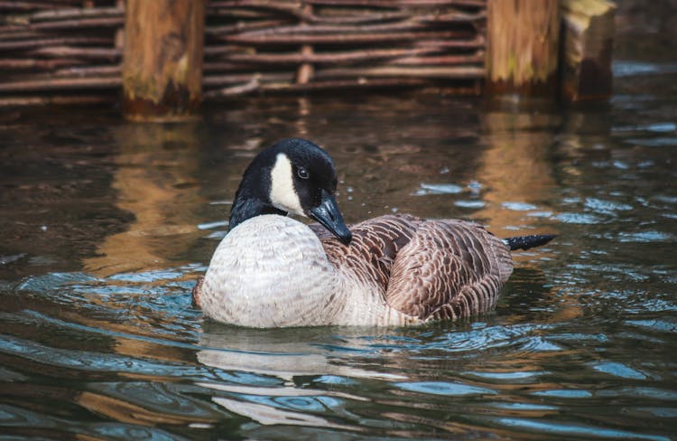 Canadian Goose In River