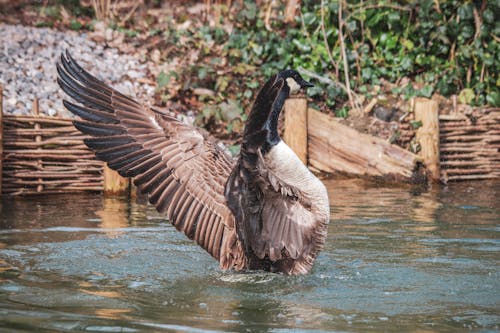 Fotos de stock gratuitas de fauna, ganso canadiense, observación de aves