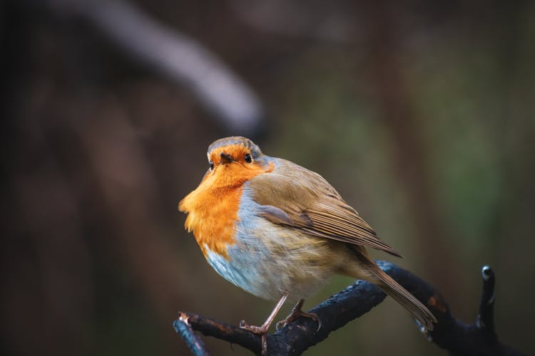 Robin Perching On Branch