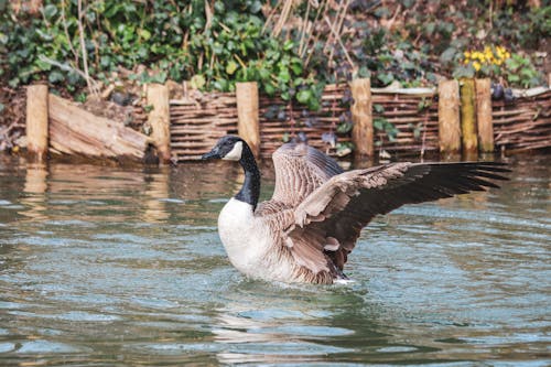 Duck Landing on a Water