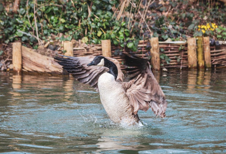 Canadian Goose In River