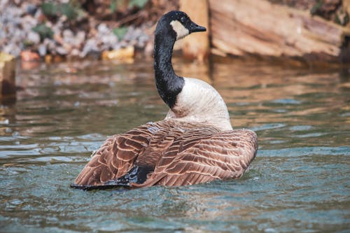 Canada Goose Swimming in the Water 