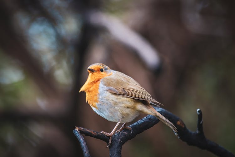 Robin In Close Up