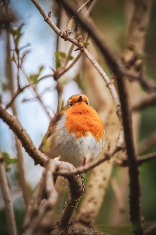 Free Close-up of a European Robin perched on a tree branch amidst nature. Stock Photo