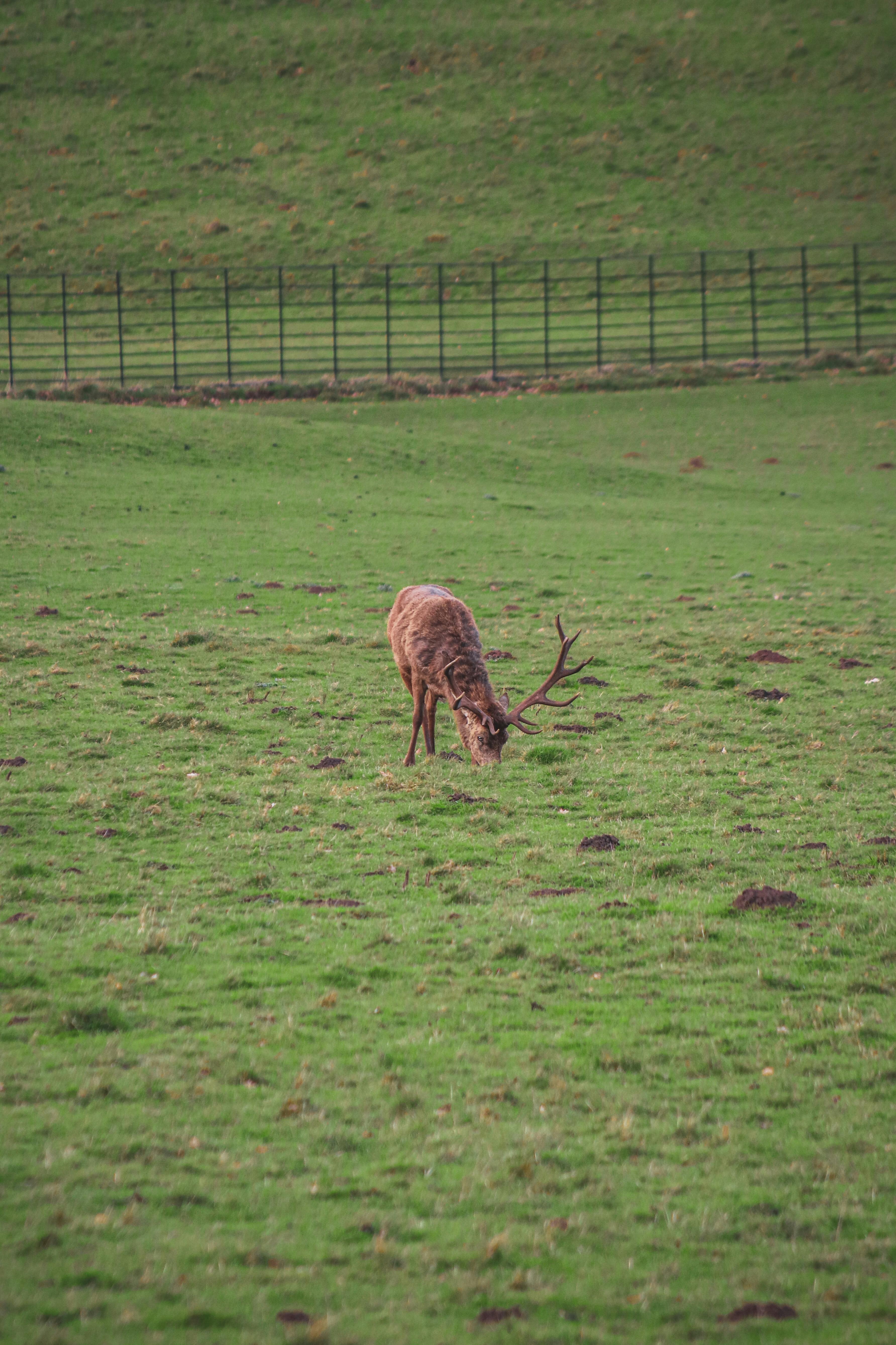 grátis Foto profissional grátis de animais selvagens, animal, ao ar livre Foto profissional