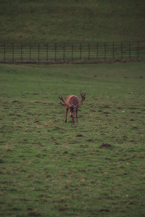 Imagine de stoc gratuită din animal, câmp, căprioară