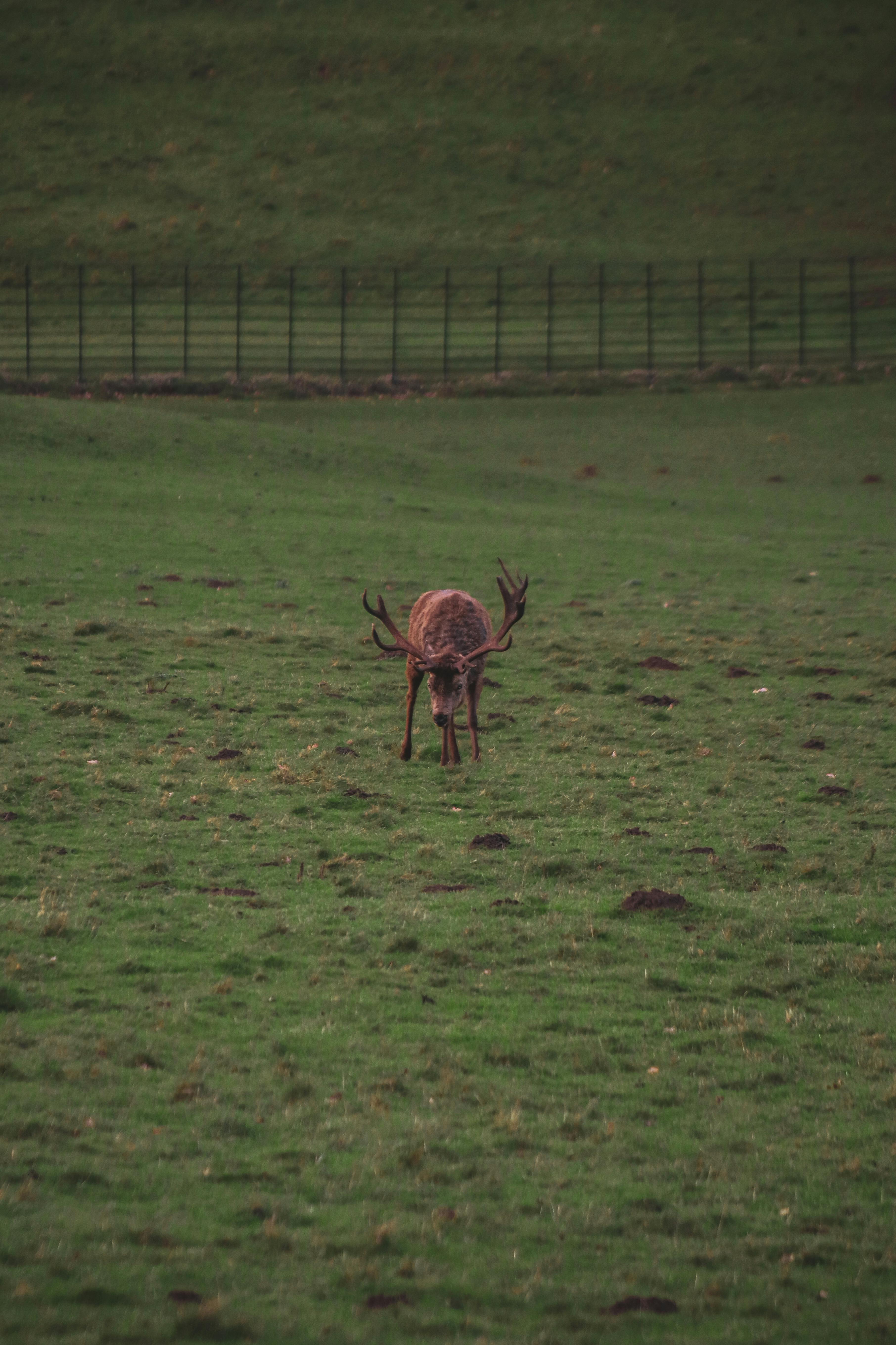 grátis Foto profissional grátis de animais selvagens, animal, animal selvagem Foto profissional