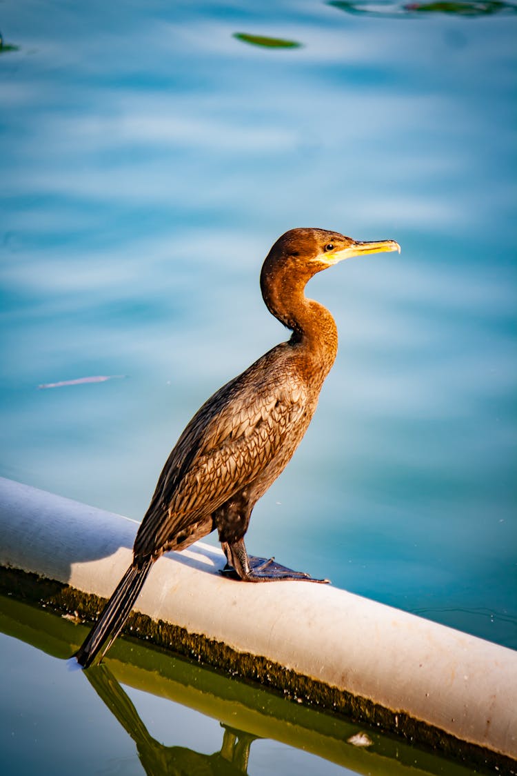 Photo Of A Cormorant Standing By The Water