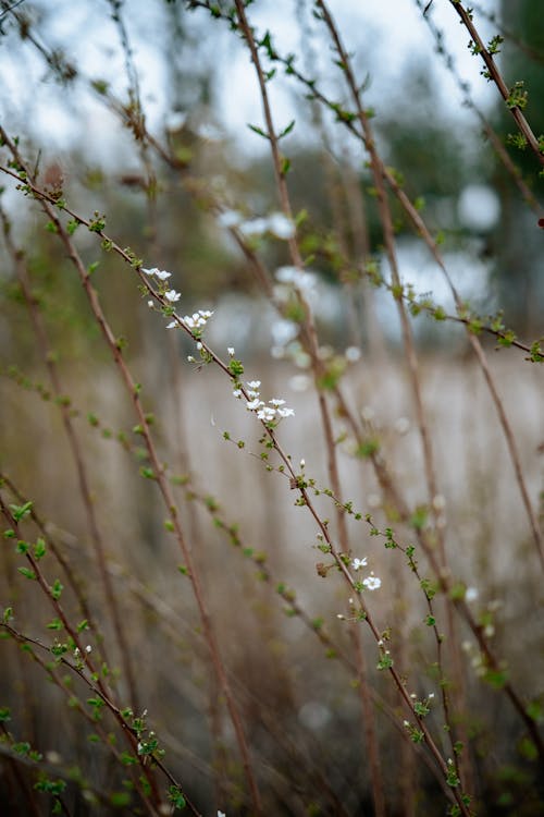 Photo of Twigs with White Flowers