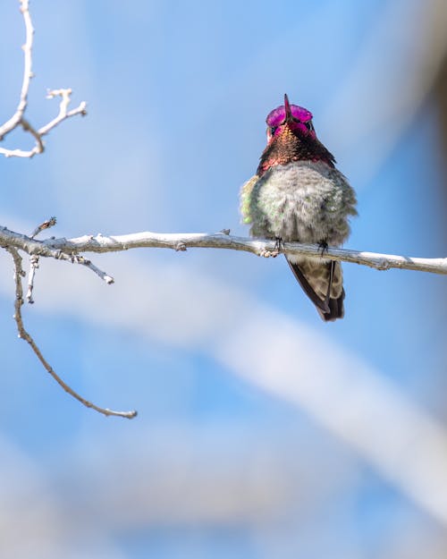 Annas Hummingbird Perching on Branch