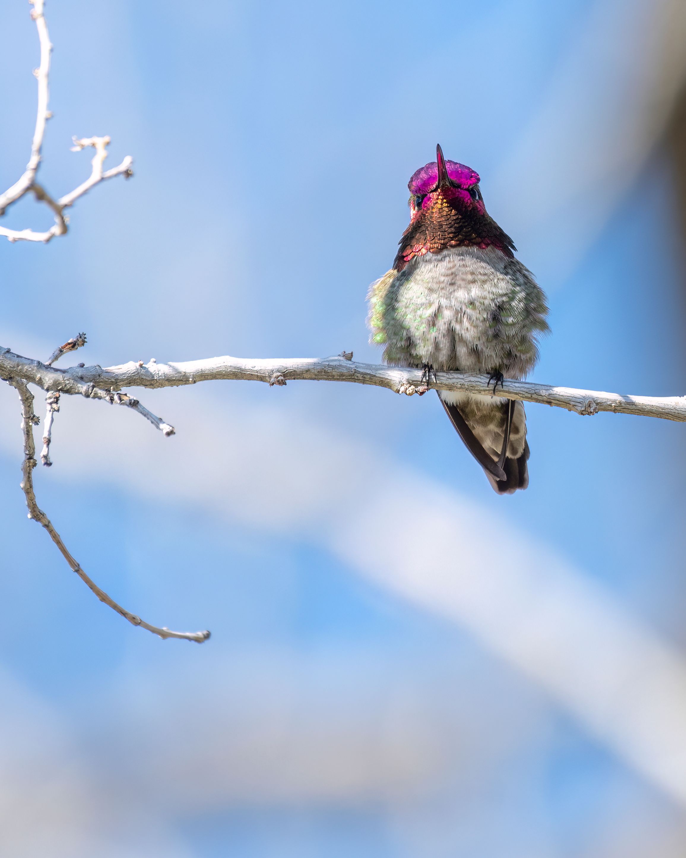 Annas Hummingbird Perching on Branch · Free Stock Photo