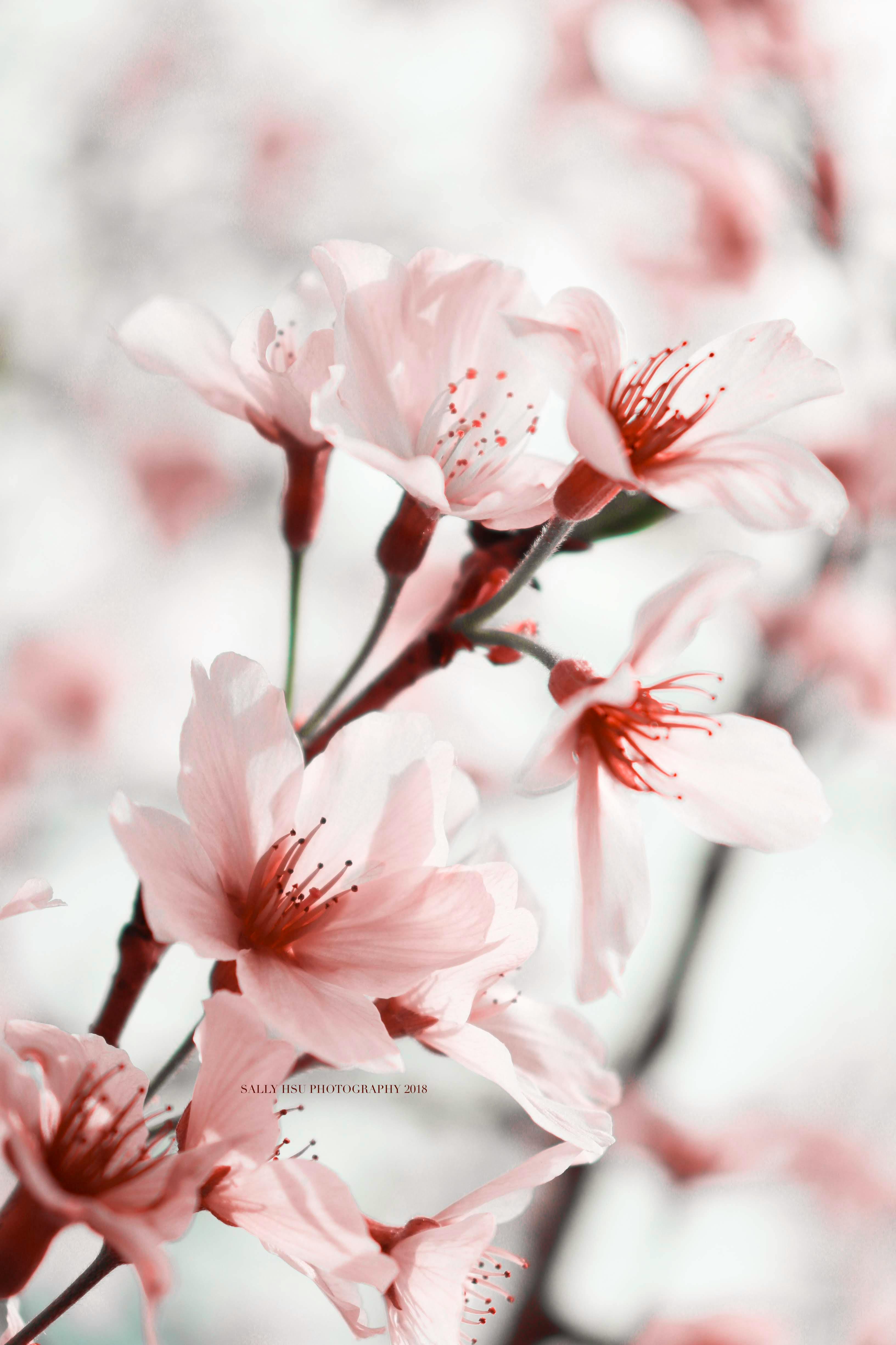 Wallpaper Gambar Bunga Sakura Yang Indah  Koleksi Gambar  