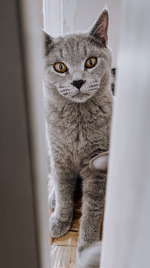 Grey Cat Looking through Ajar Door