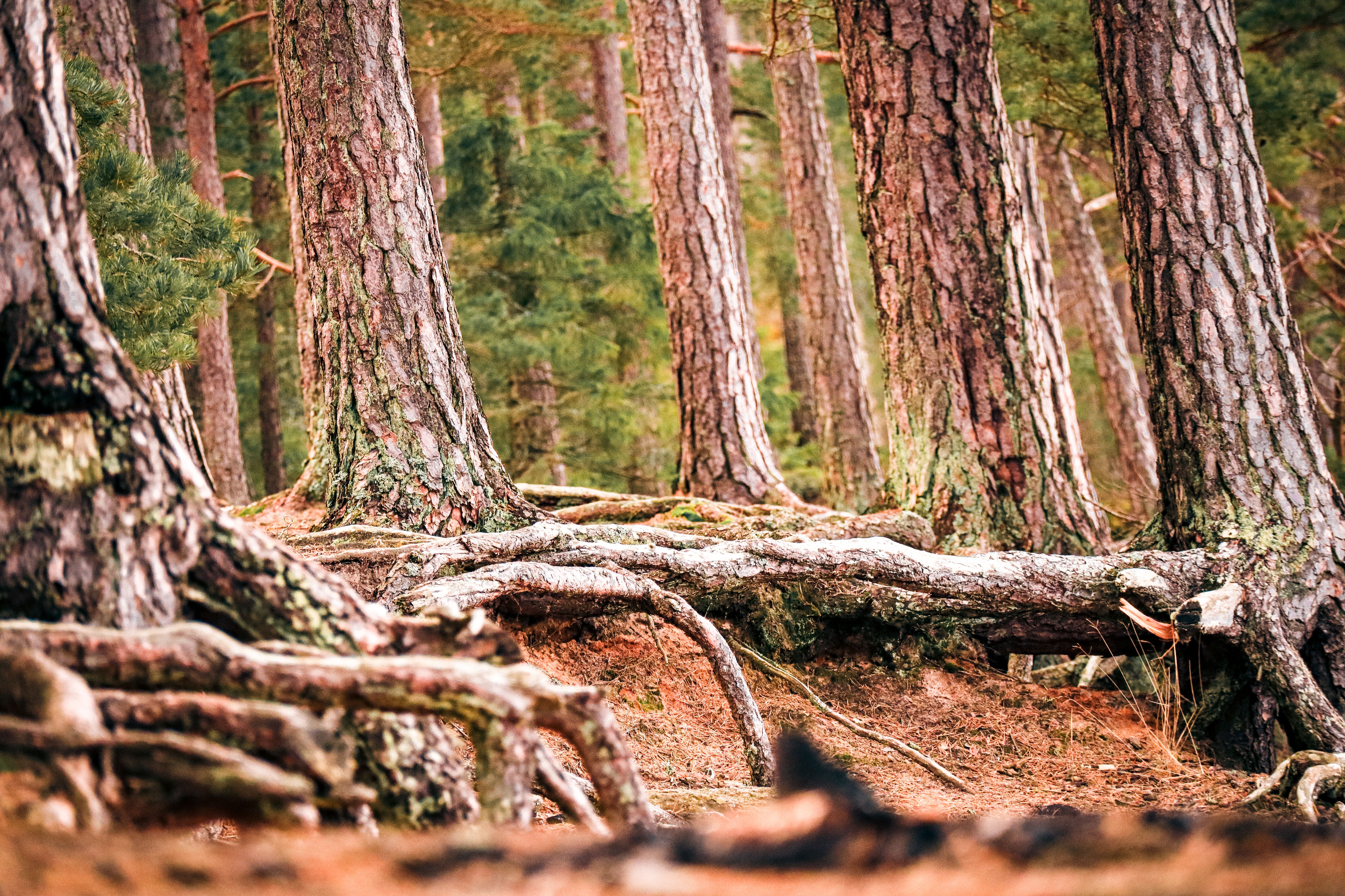 Vibrant pine forest with exposed tree roots — ancient trees of British Columbia, tree care in Surrey BC