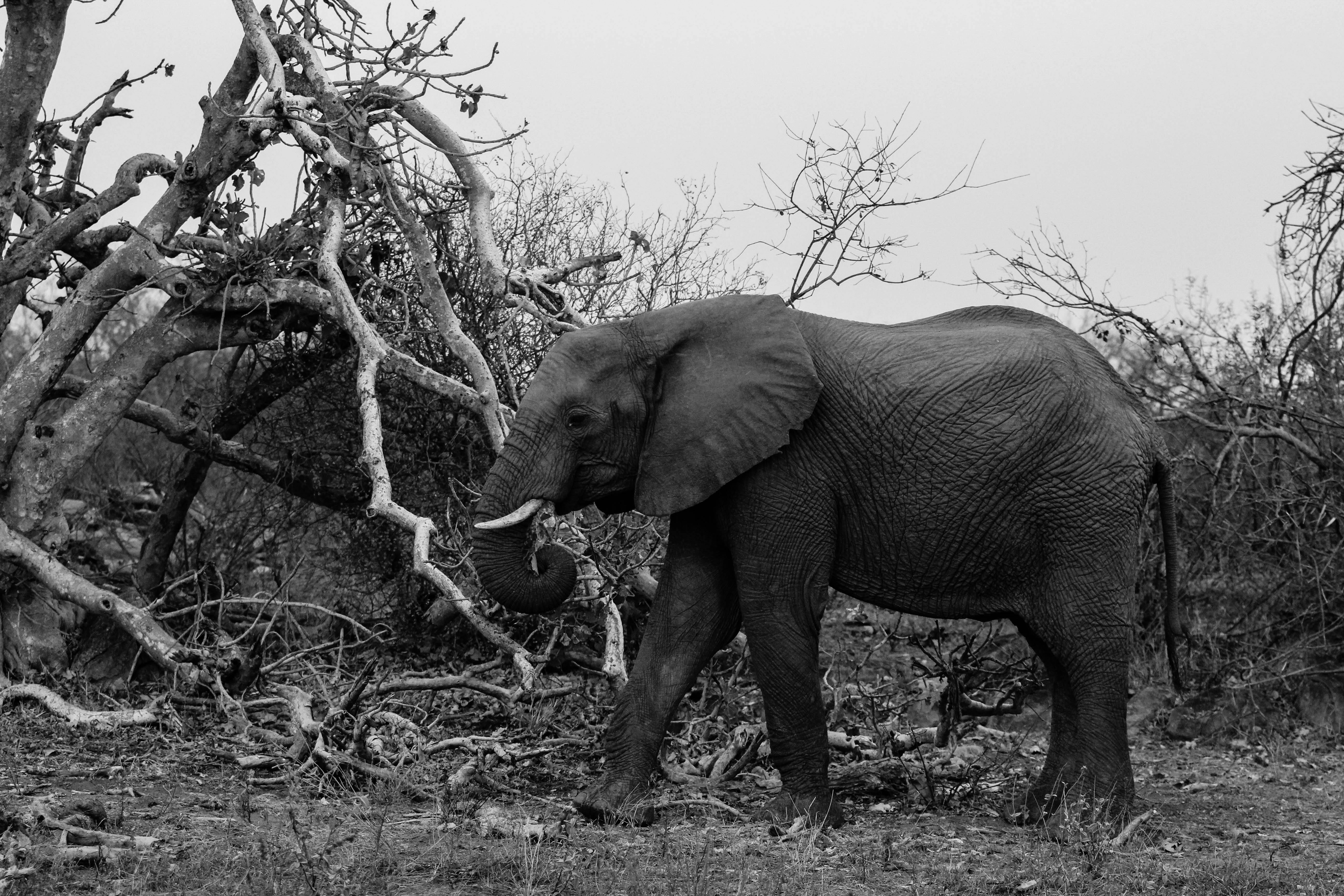 Free stock photo of africa, black and white, elephant