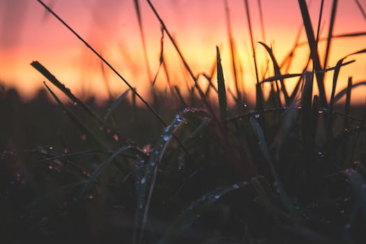 Close-up of grass with dewdrops at sunrise, capturing nature's beauty and tranquility.