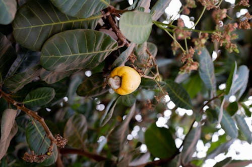 Yellow Cashew Fruit on a Tree