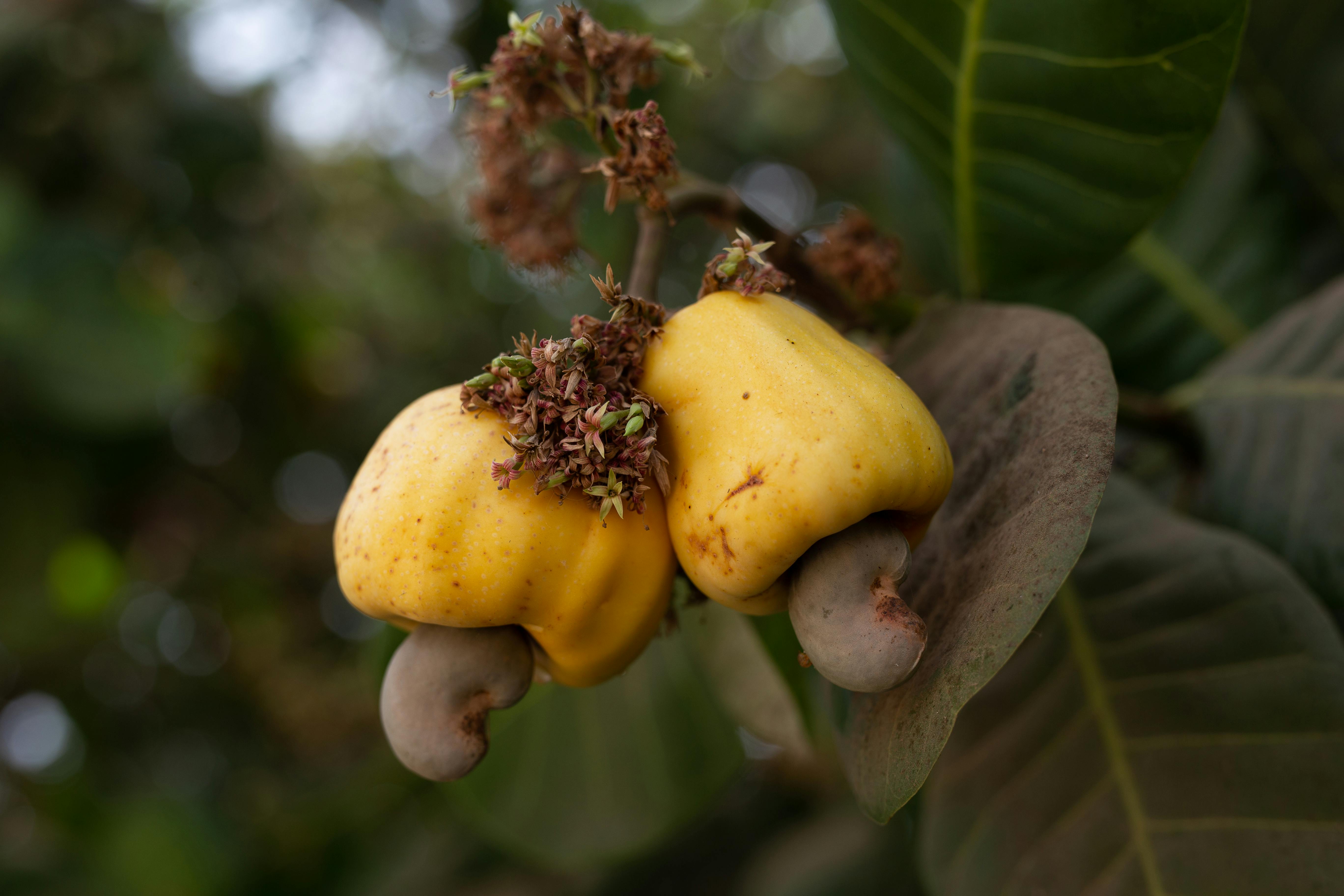 Cashews