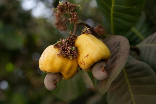 Yellow Cashew Apples on a Tree 