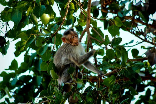 Gray Monkey on Tree Branch