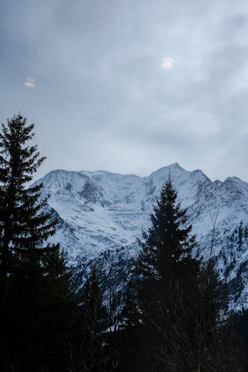 Evergreen Trees under Clouds in Mountains