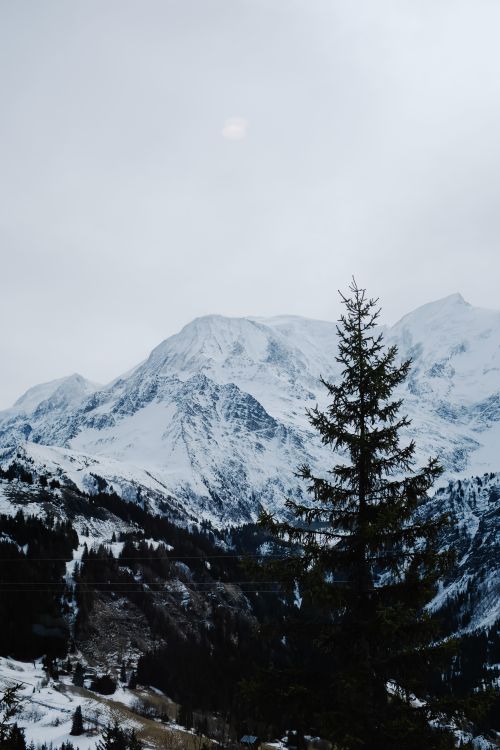 Free Majestic snow-covered mountain landscape with an evergreen tree in the foreground. Stock Photo