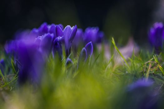 Krokusse im Schatten