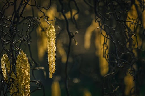 Foto profissional grátis de borrão, botânica, escuro
