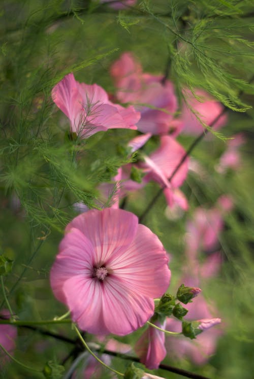 Pink flowers are growing in a garden