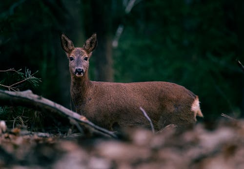  Deer in Forest